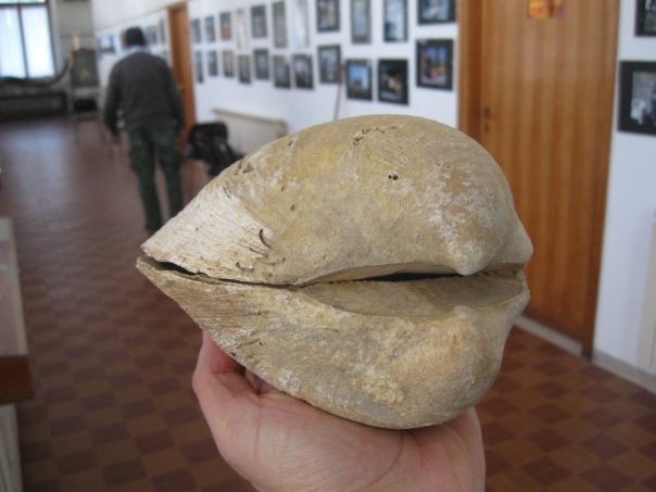 Glycimeris in Tuscany